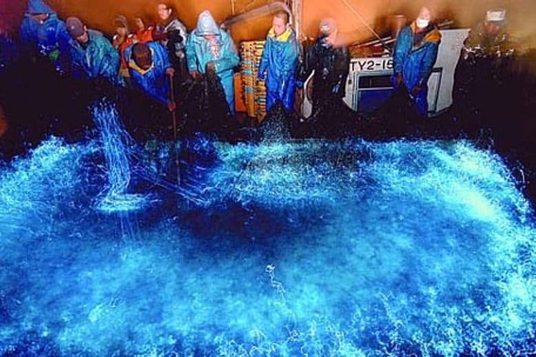 The Firefly Squid of Toyama Bay