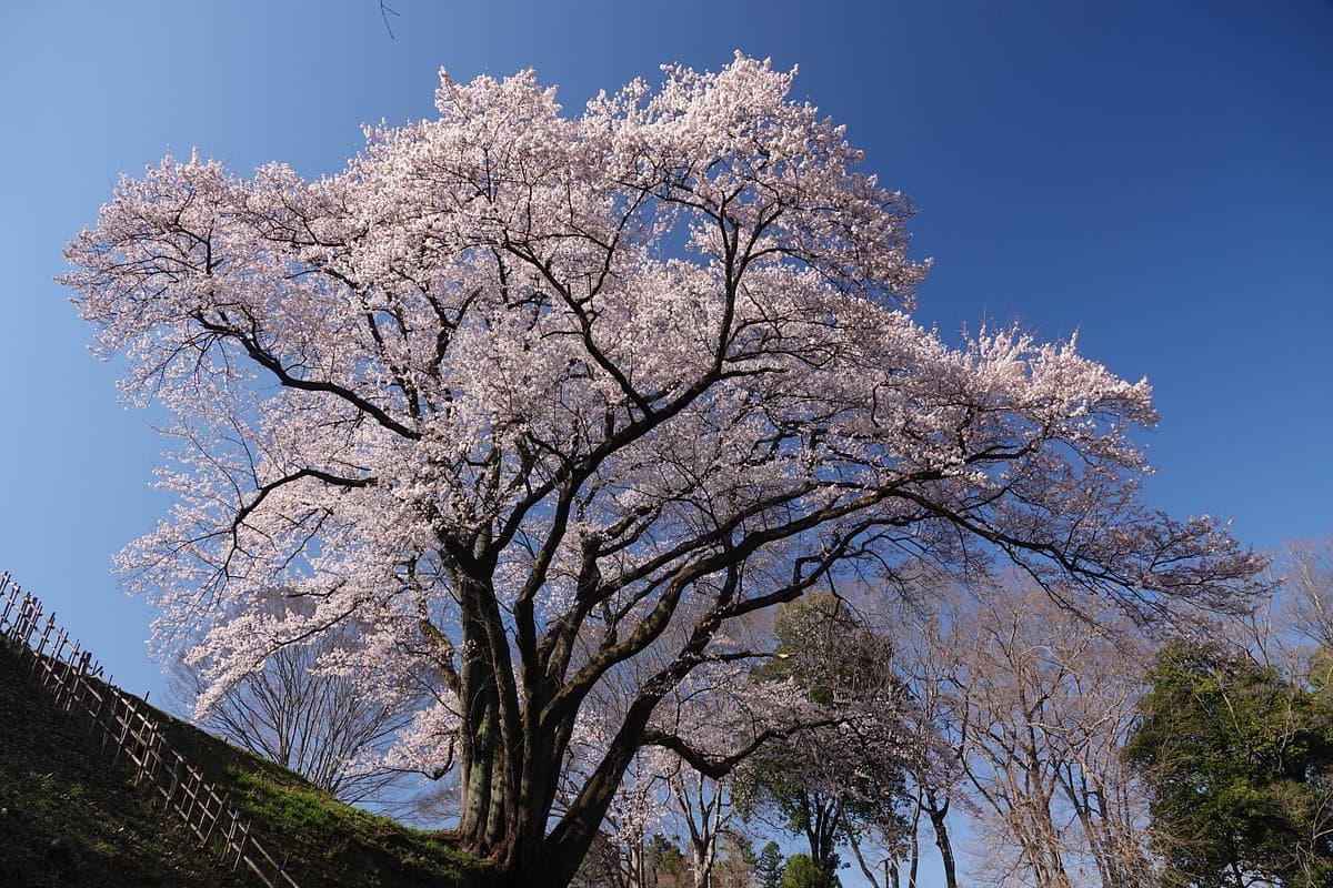 Hachigata Castle Park