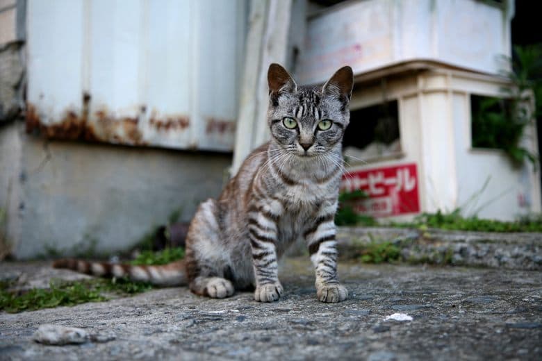 Cat Island