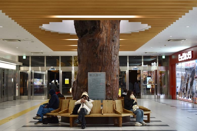 Deai-sugi Cedar Tree