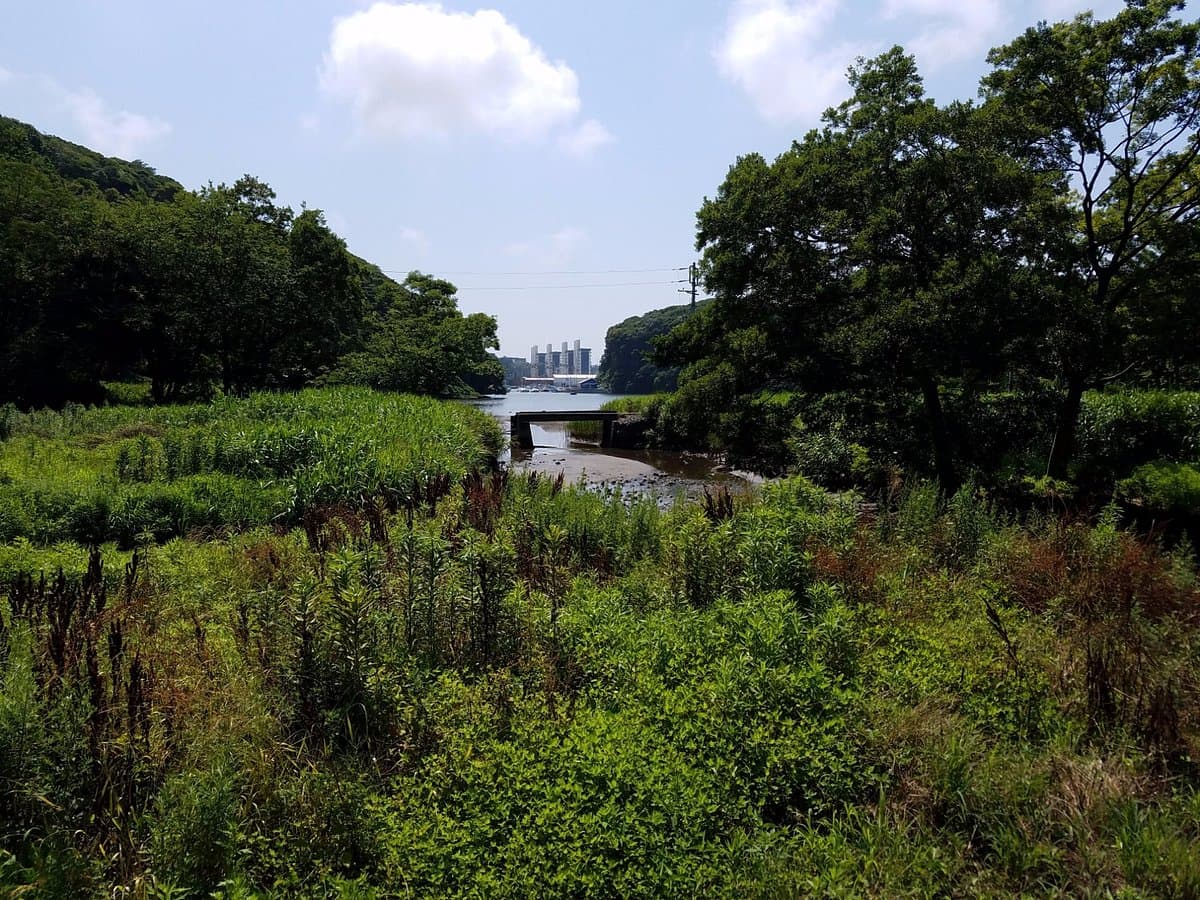 Koajiro Forest