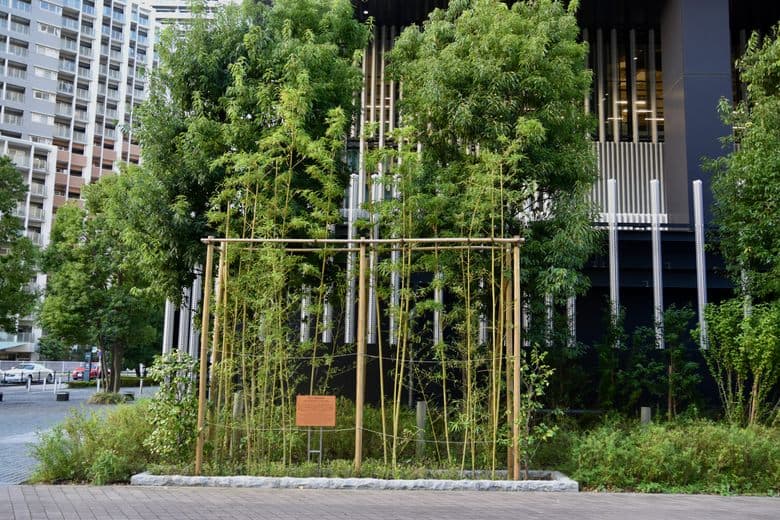 Edison Bamboo