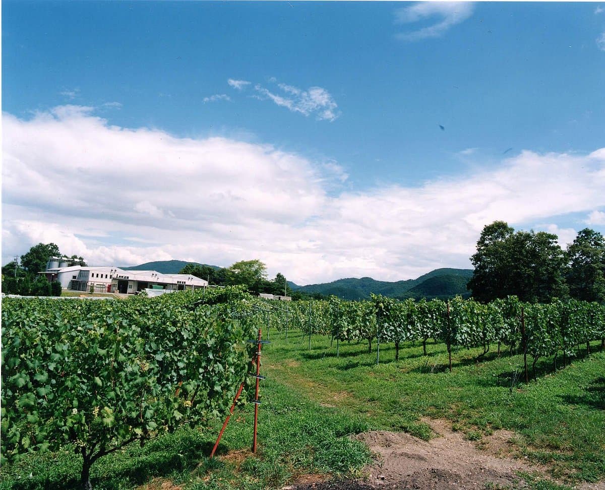 Tamba Wine cover image