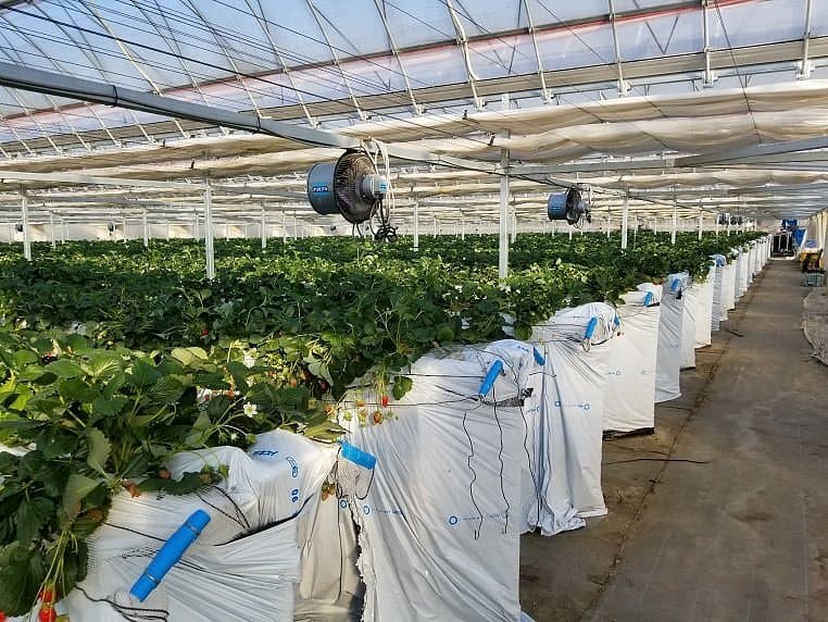 Suda Strawberry Farm
