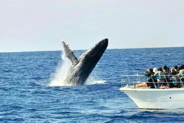 Zamami Village Whale Watching Association. cover image