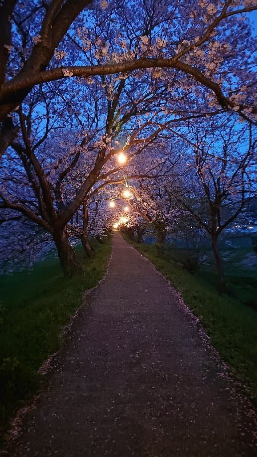 Sakura Trees along Nagare River