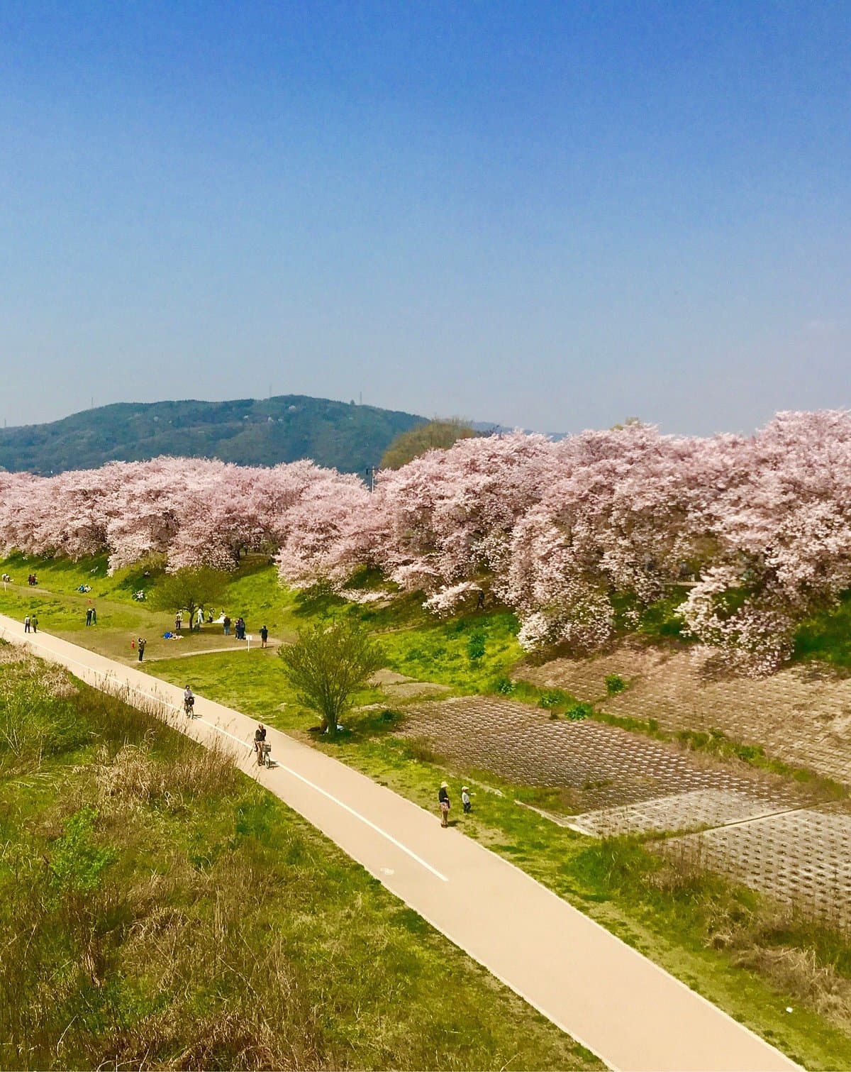 Yodo River Park Sewaritei District