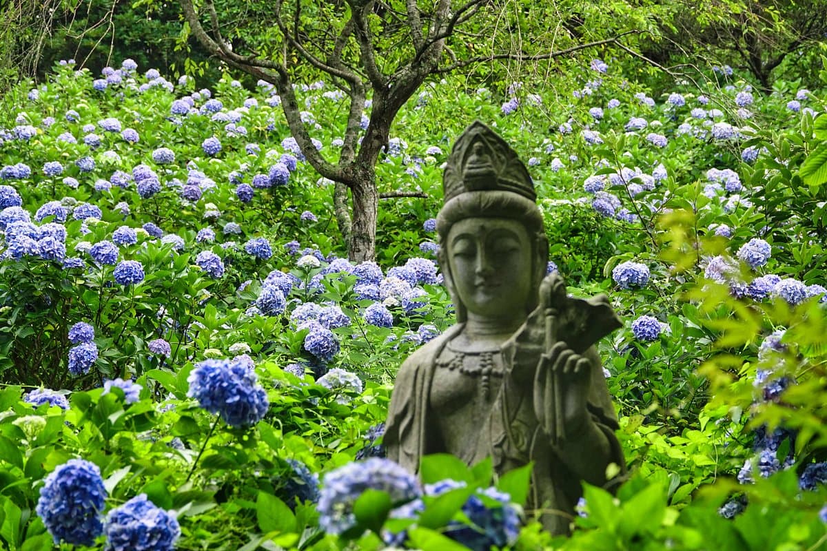 Myohoshoji Temple cover image