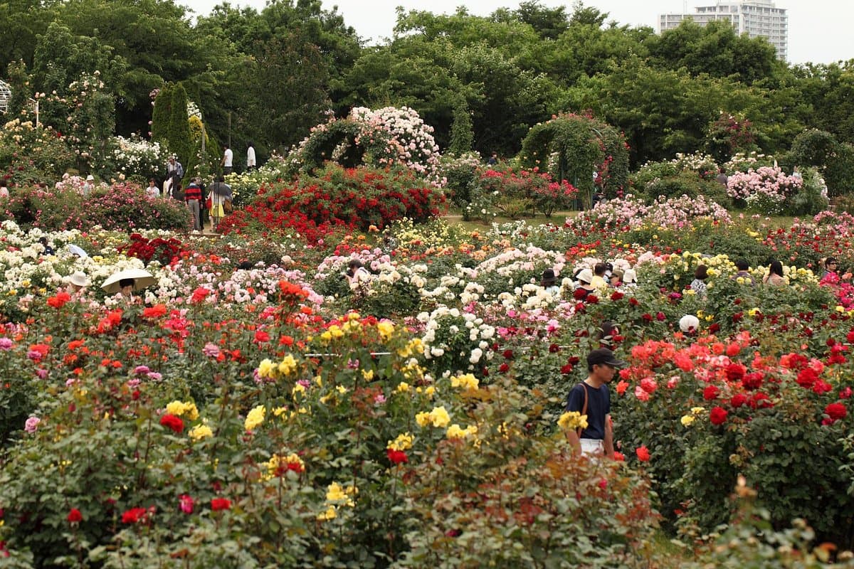 Keisei Rose Garden