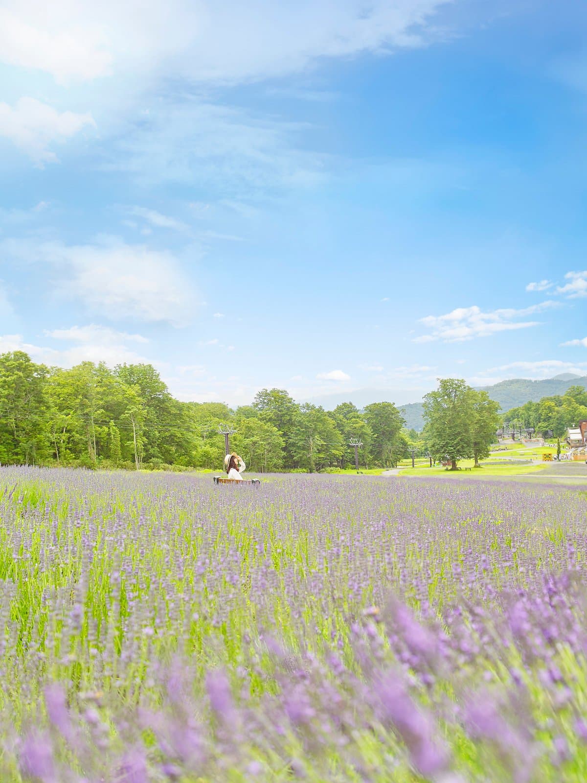 Tambara Lavender Park cover image
