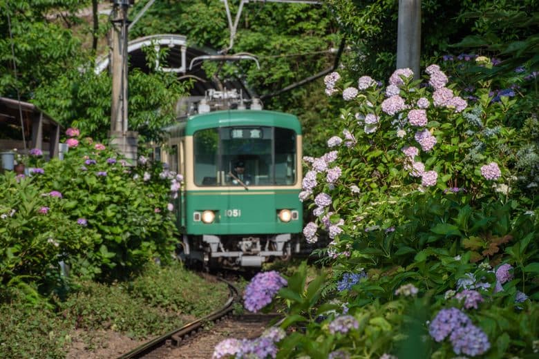 The Hydrangea Train