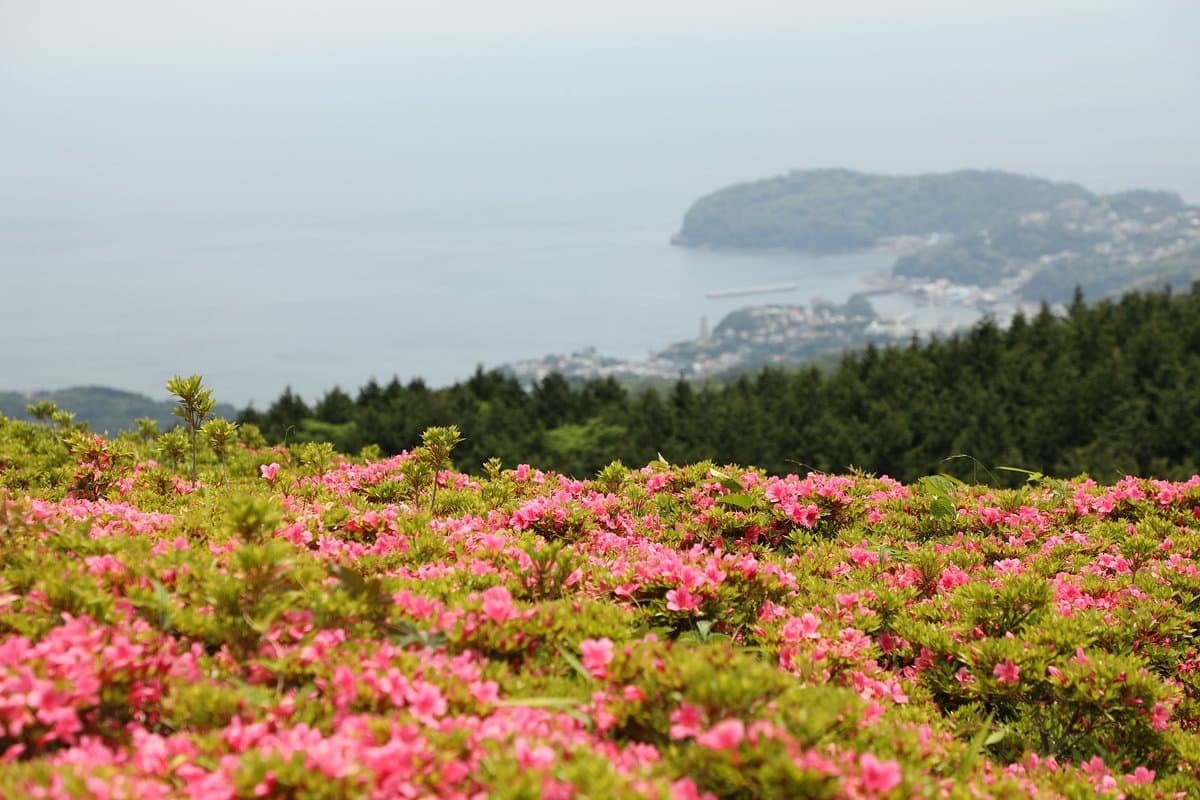Hoshigayama Park Satsuki no sato