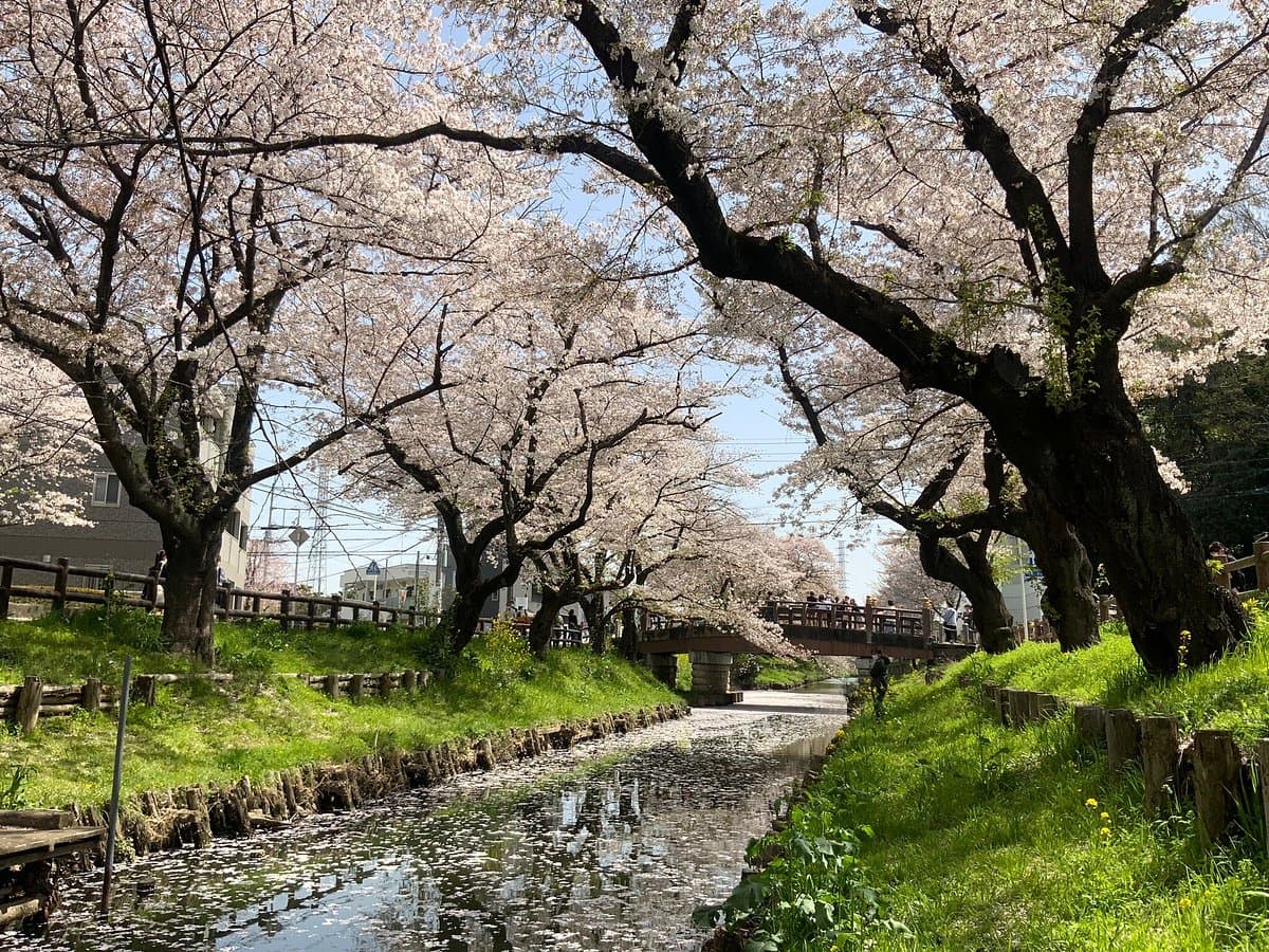 Shingashi River Cherry Blossoms cover image